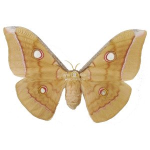 ANTHERAEA FRITHI ANTHERAEA FRITHI